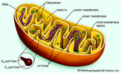 btb13_mitokondrio_1